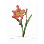 Amaryllis equestris postcards