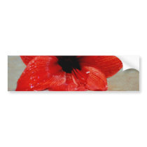 Amaryllis flower and its meaning bumper stickers