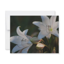 Amaryllis flower and its meaning personalized invitations