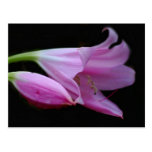 Amaryllis flower and its meaning post cards