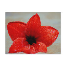 Amaryllis flower and its meaning postcard