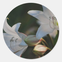Amaryllis flower and its meaning round sticker