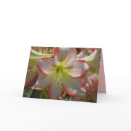 Amaryllis Flower Card card