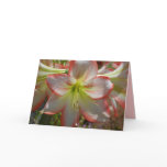 amaryllis, coral, pink, white, colors, floral,