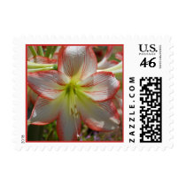 Amaryllis Flower Postage postage
