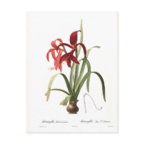 Amaryllis formosissima postcard