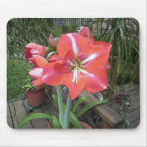 Amaryllis Garden Mousepad