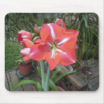 Amaryllis Garden Mousepad