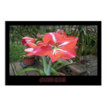 wearartware, photography, amaryllis, bloom,