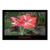 "Amaryllis Garden" - Print (No Shadow)