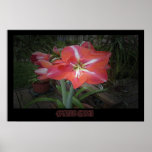 "Amaryllis Garden" - Print