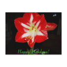 postcard - amaryllis postcard