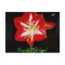 amaryllis, Happy Holidays!