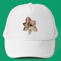 Amaryllis ~ hat