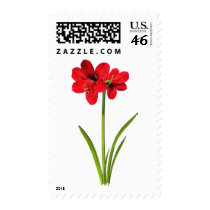 Amaryllis in red postage