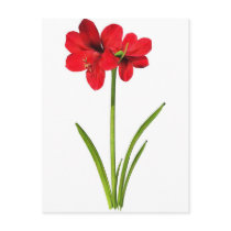 Amaryllis in red postcards
