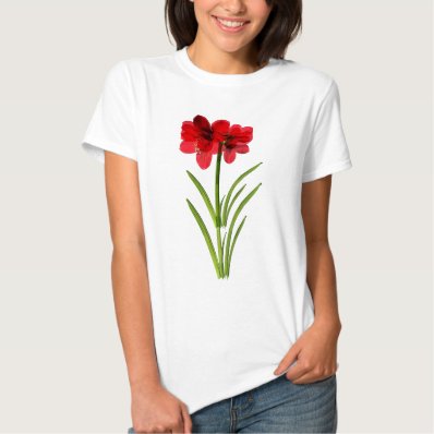 Amaryllis in red shirts
