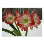 Amaryllis in Snow Card