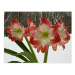 Amaryllis in Snow Postcard