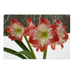 Amaryllis in Snow Poster Print