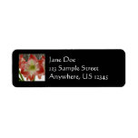 Amaryllis in Snow Return Address Label