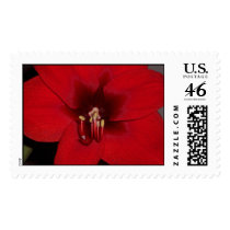 Amaryllis Minerva Postage Stamp