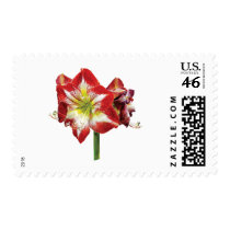 Amaryllis Minerva Postage