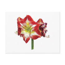 Amaryllis Minerva Postcards