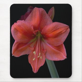 Amaryllis zazzle_mousepad