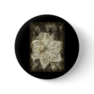 Amaryllis Old Time Sketch zazzle_button