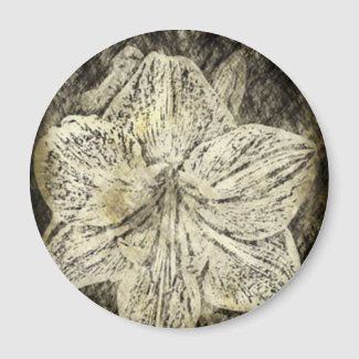 Amaryllis Old Time Sketch zazzle_magnet