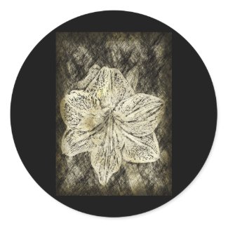 Amaryllis Old Time Sketch zazzle_sticker