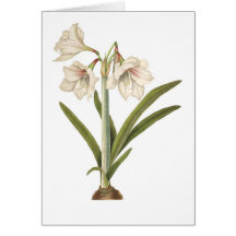 Amaryllis picta cards