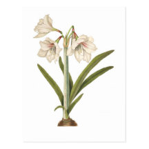 Amaryllis picta post card