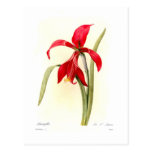 Amaryllis Post Cards