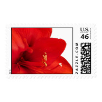 Amaryllis Postage