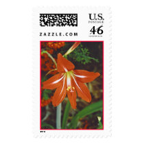 amaryllis postage stamp