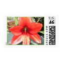 Amaryllis postage by EVangie Amaryllis postage