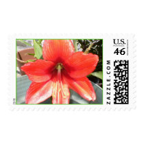 Amaryllis postage