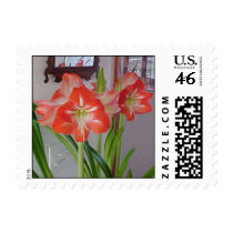 Amaryllis Stamps