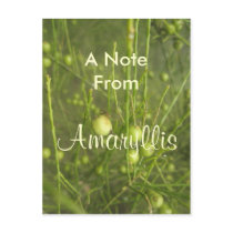 Amaryllis Postcard