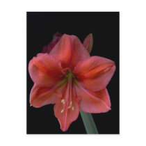 Amaryllis Post Card