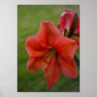 Amaryllis zazzle_print