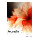 Amaryllis posters by BawdyBits Amaryllis posters