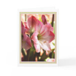 Amaryllis Red And White Blank Card