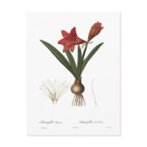 Amaryllis reginae postcards