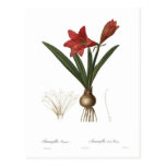 Amaryllis reginae postcards
