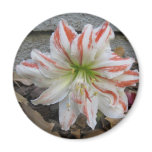 amaryllis, gifts, magnets, gardening, flowers,