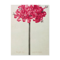 Amaryllis Sarniensis, or Narcissus Postcard
