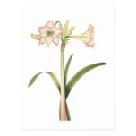 Amaryllis solandriflora postcard